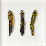 Cathy Brickhill, Amanita Fungi of New Zealand