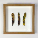 Cathy Brickhill, Amanita Fungi of New Zealand