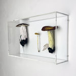 Cathy Brickhill, Amanita Fungi of New Zealand