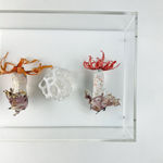 Cathy Brickhill, Amanita Fungi of New Zealand