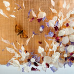 Anna Masters, Disappearing Suns 4