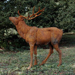 Dido Crosby, Wild Boar