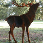 Dido Crosby, Wild Boar