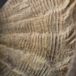 Richard MacDonald, The Trumpeter, Lithograph, 1993