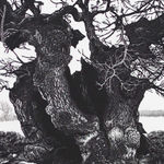 Blaze Cyan, Sundridge Chestnut, 2012