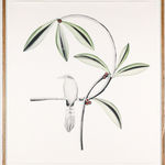 Beatrice Forshall, White Stork