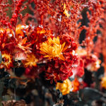 Lola Guerrera, Shelter