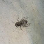 Frame with Painting and Mirror