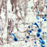 Joan Schulze, Scent of Red, 2002