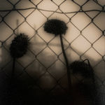 Vaughn Wascovich, Innerbelt Bridge