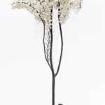 André Feliciano, Macaco fotográfico, 2012