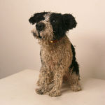 Gemma Rees, Fred (Mixed Breed)