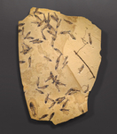 Fossil Fish Mural 2795cm (SOLD)