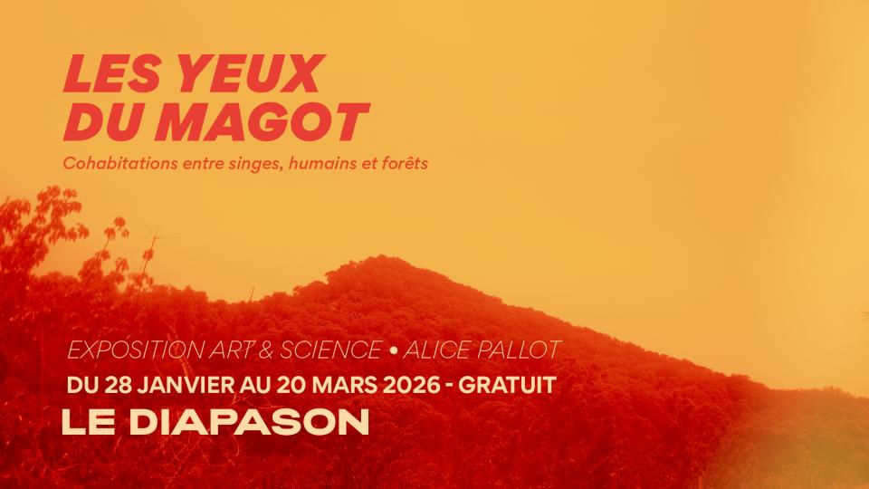 Alice Pallot / Les Yeux du Magot