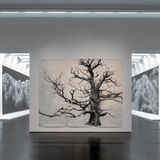 Installation view: “Tacita Dean: Blind Folly,” The Menil Collection, 2024. photo credit: Paul Hester / The Menil Collection