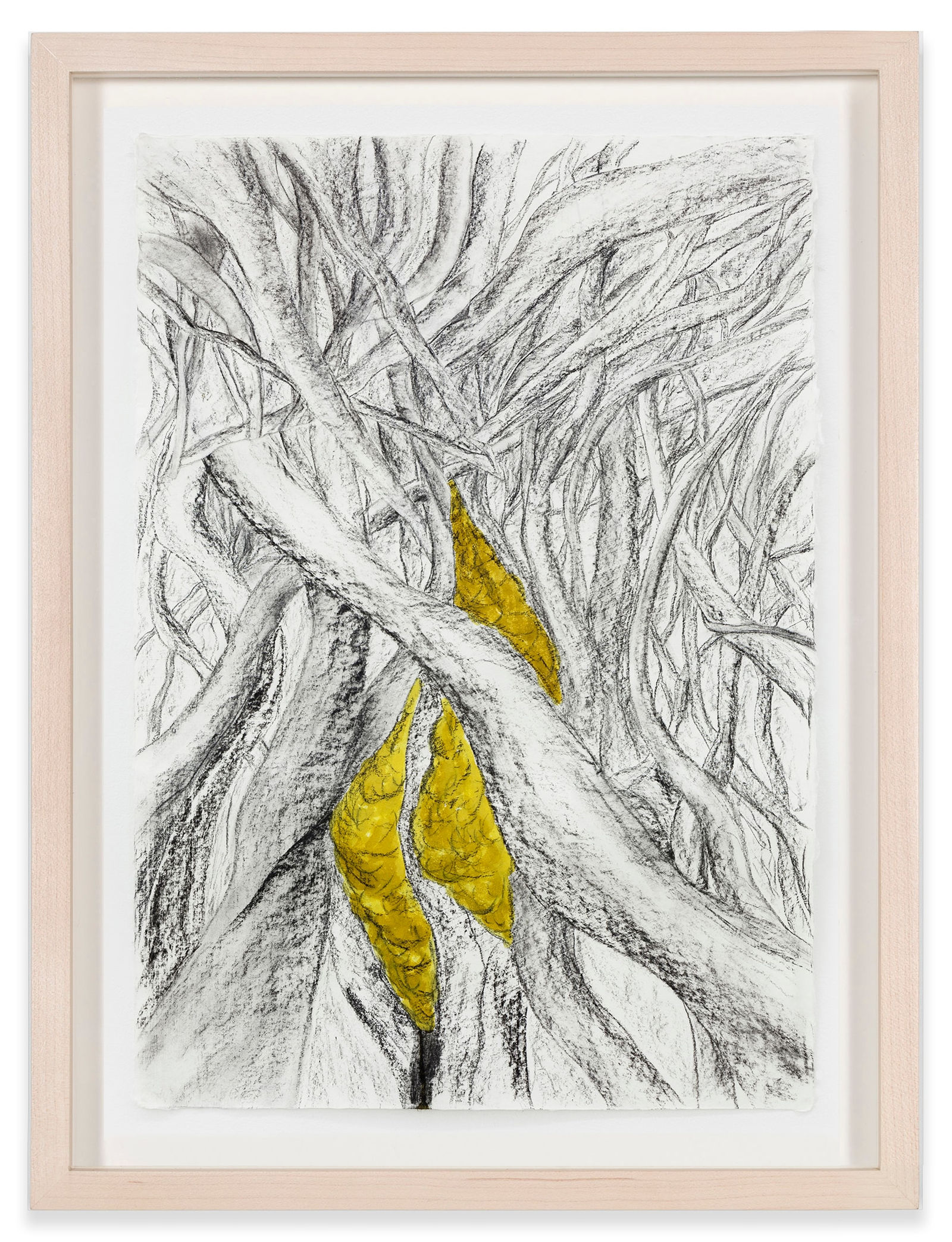 Cristina Iglesias Study for Entwined Growth VI, 2016-2017 Charcoal and lacquer on paper Paper: 36 3/4 x 25 1/4 in....