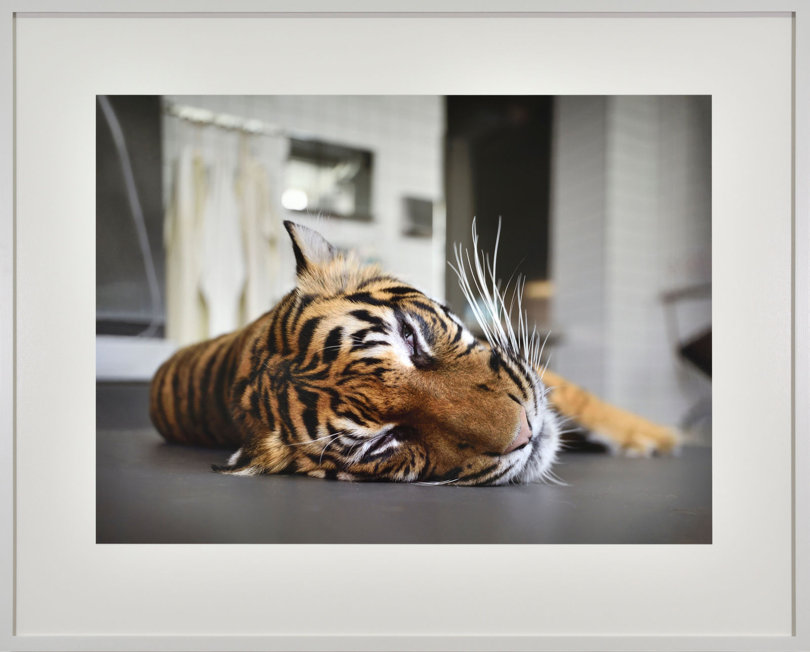 Thomas Struth Sumatra-Tiger (Panthera tigris sumatrae), Leibniz IZW, Berlin, 2022