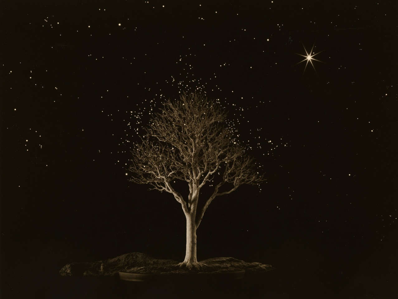 Big ideas on a small scale in photographer Yamamoto’s Bonsai at Jackson Fine Art 