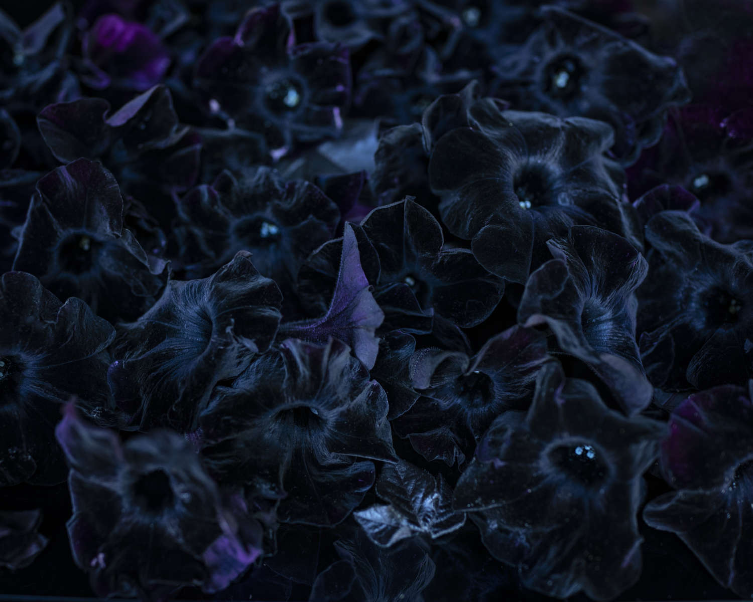 Cig Harvey: Blue Violet 