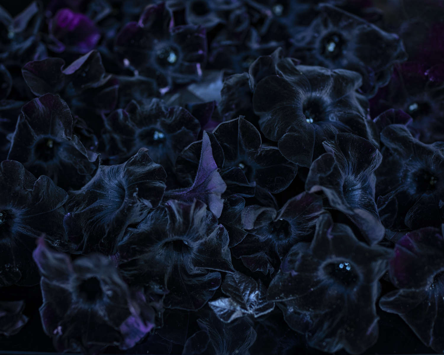 Review: Seriously lush photography by Cig Harvey, Angela West at Jackson Fine Art 