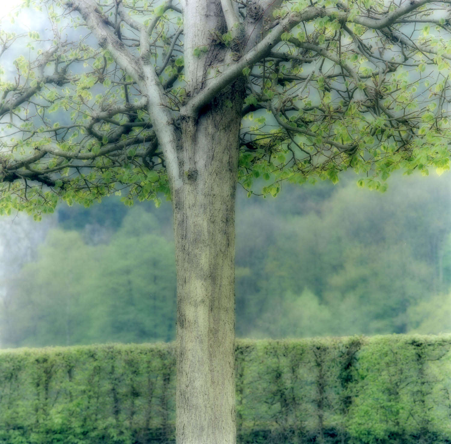 Freyr Gardens, Belgium (4-04-32c-12), 2004