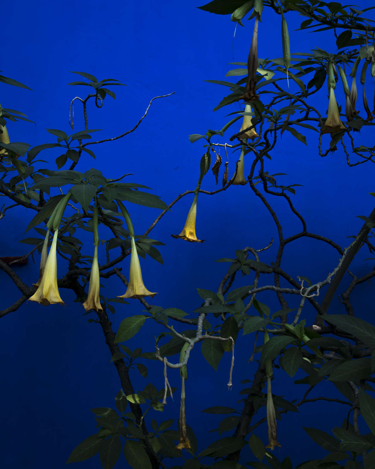 Angel Trumpets, Mexico, 2019