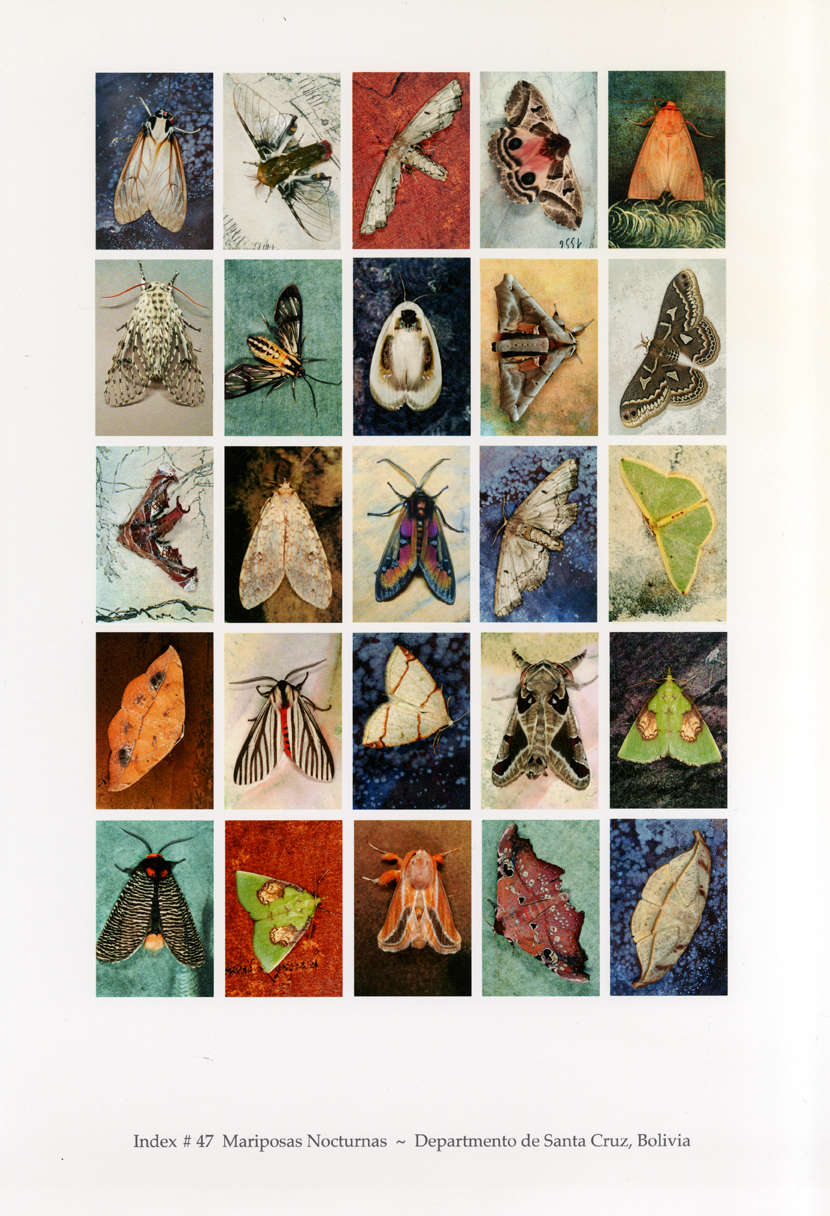 Mariposas Nocturnas, Index No. 47, Departmento de Santa Cruz, Bolivia, October , 2012