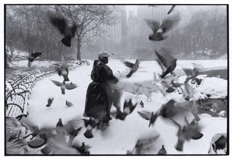 USA, New York City, Lola in Central Park with birds and snow, 1992