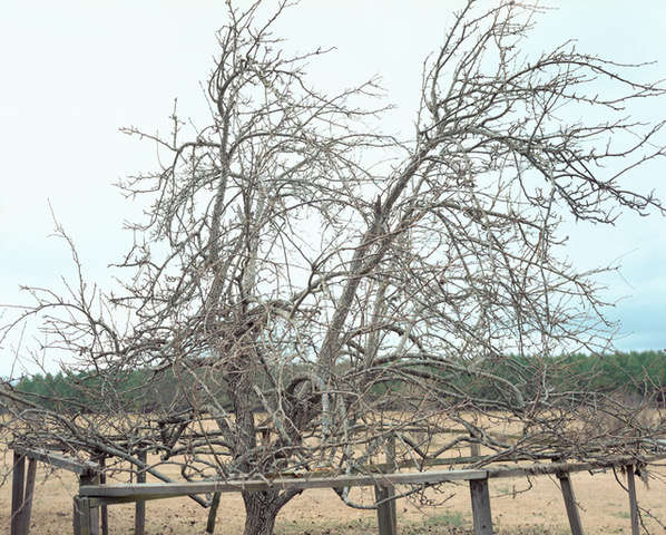Pear Tree, near Akron, Alabama, January, 2000