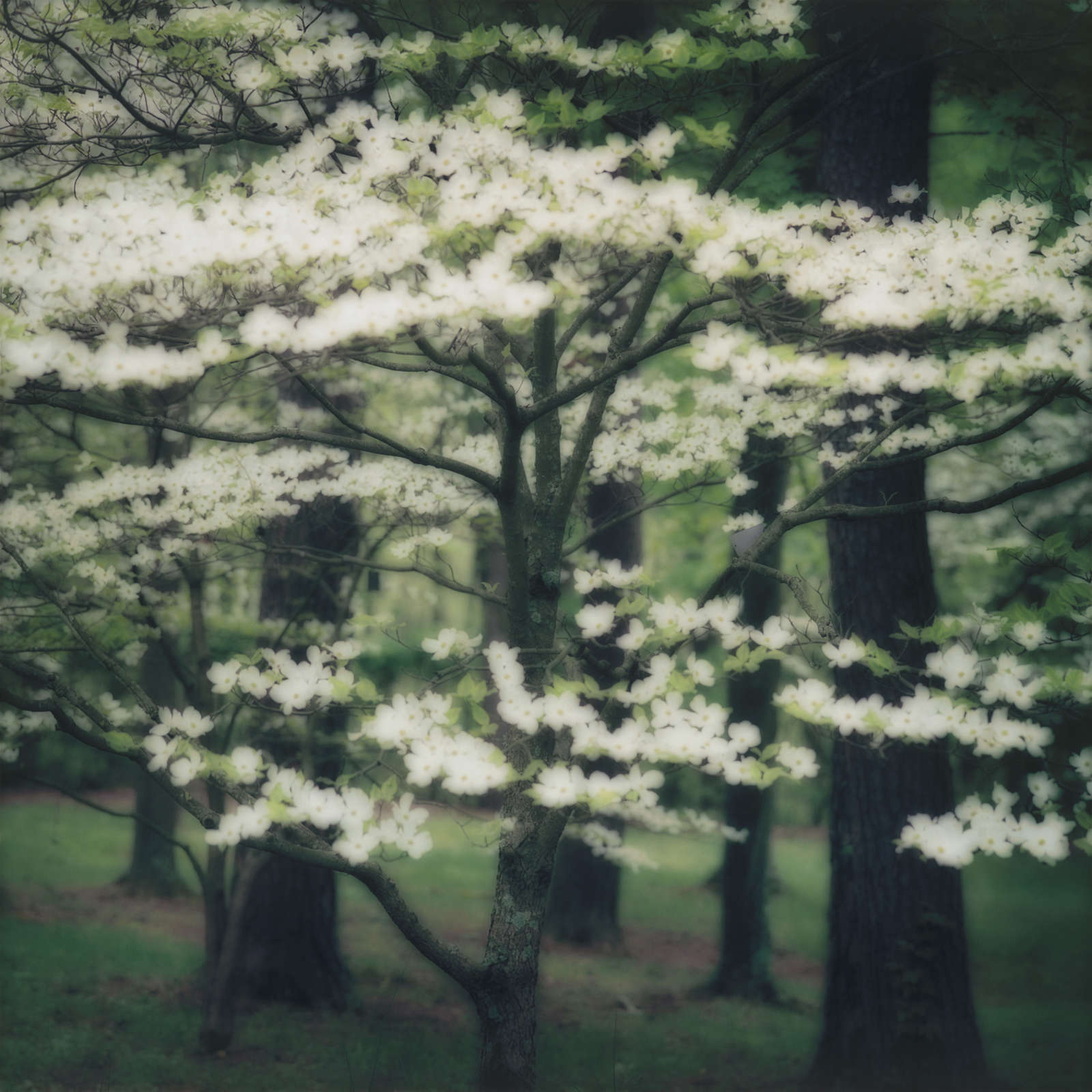White Dogwood, Kentucky, (4-03-32c-10), 2003