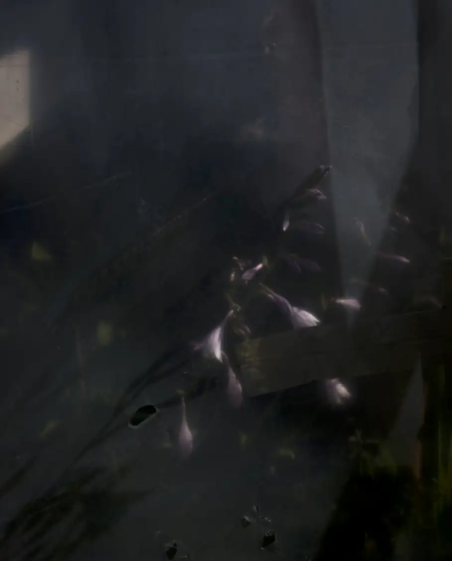 Cig Harvey, Wild Orchids, 2018