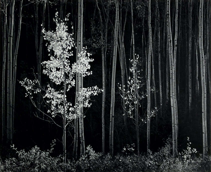 Ansel Adams, Aspens, Northern New Mexico, 1958