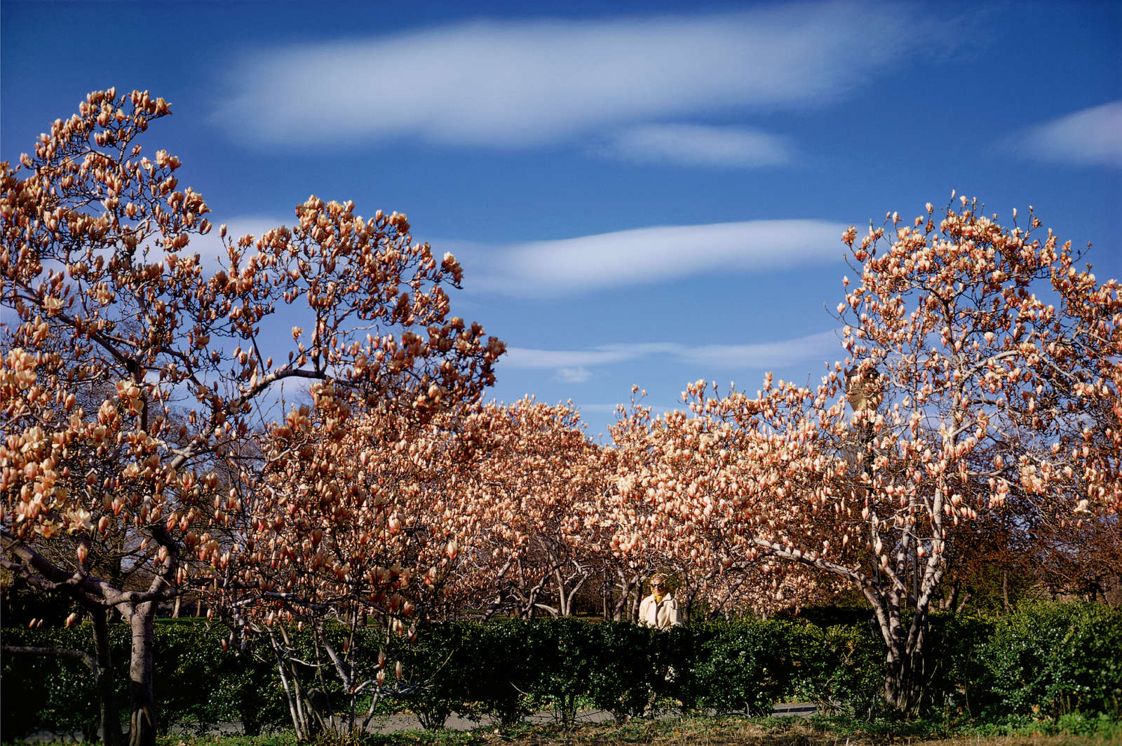 Central Park I, New York City, 1973
