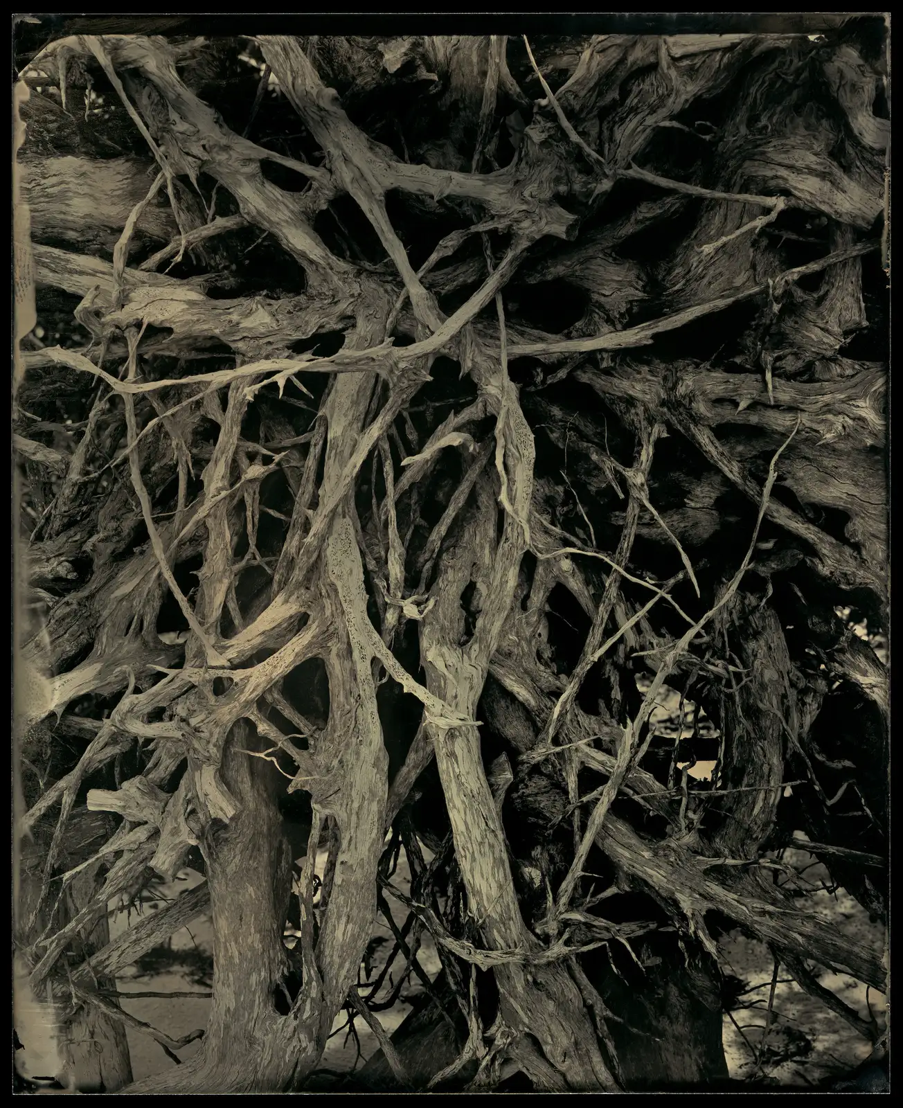 Charlie McCullers & Cecilia Montalvo, Barrier Island, Study 19, 2018