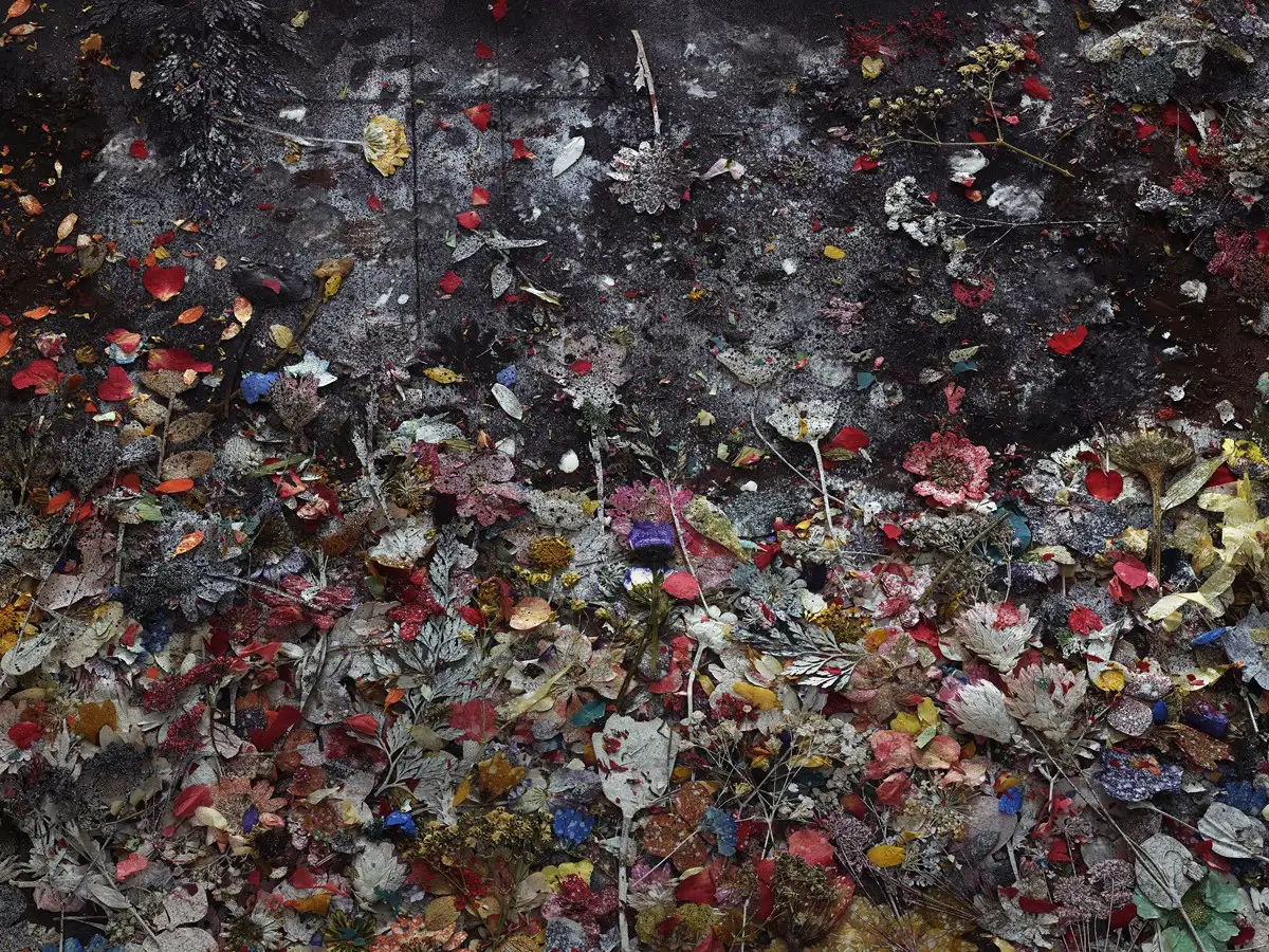 Abelardo Morell, Flowers for Lisa #15, 2016