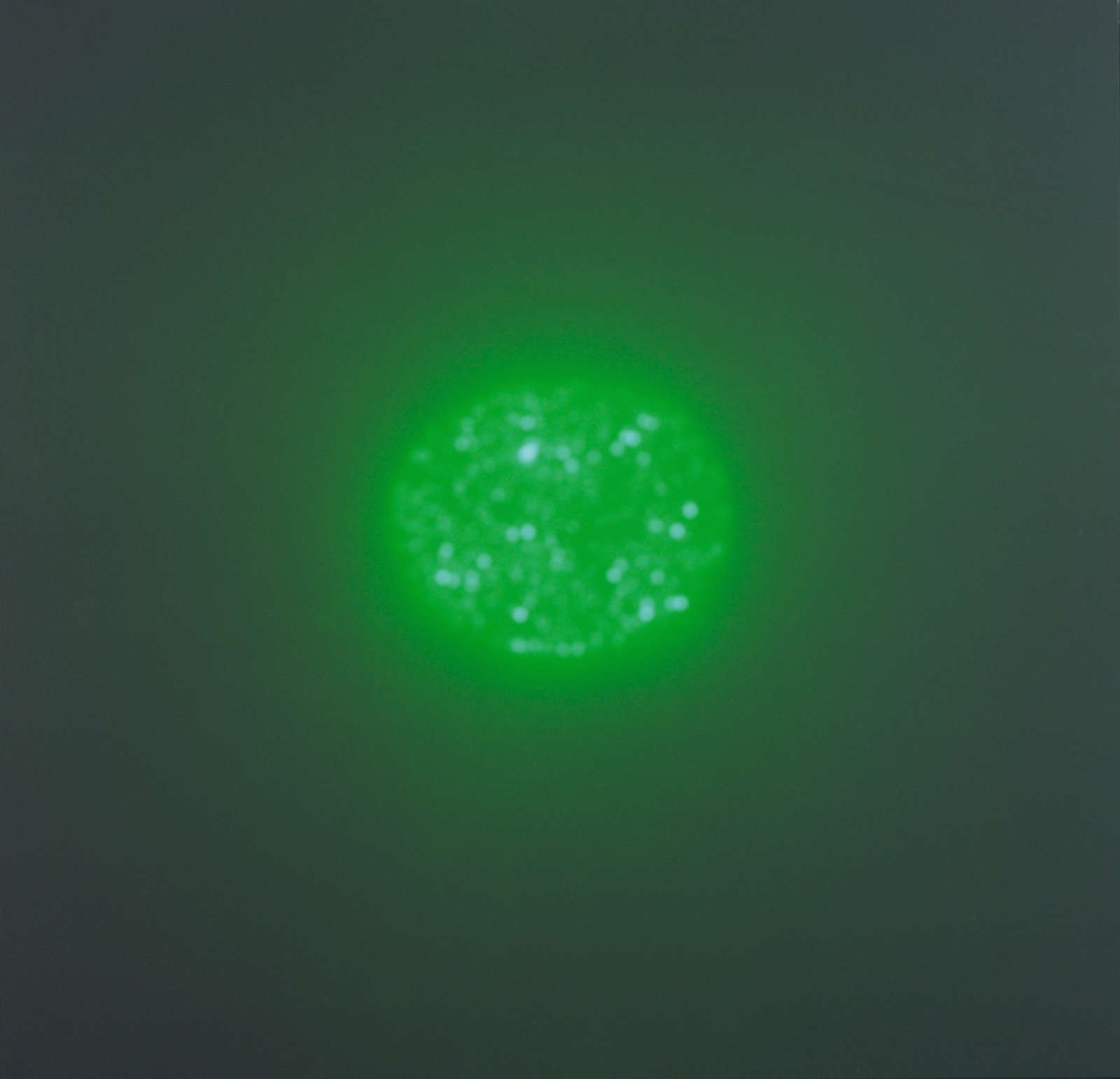 The Beauty of the World, 4:19 pm, 24th July, 2008