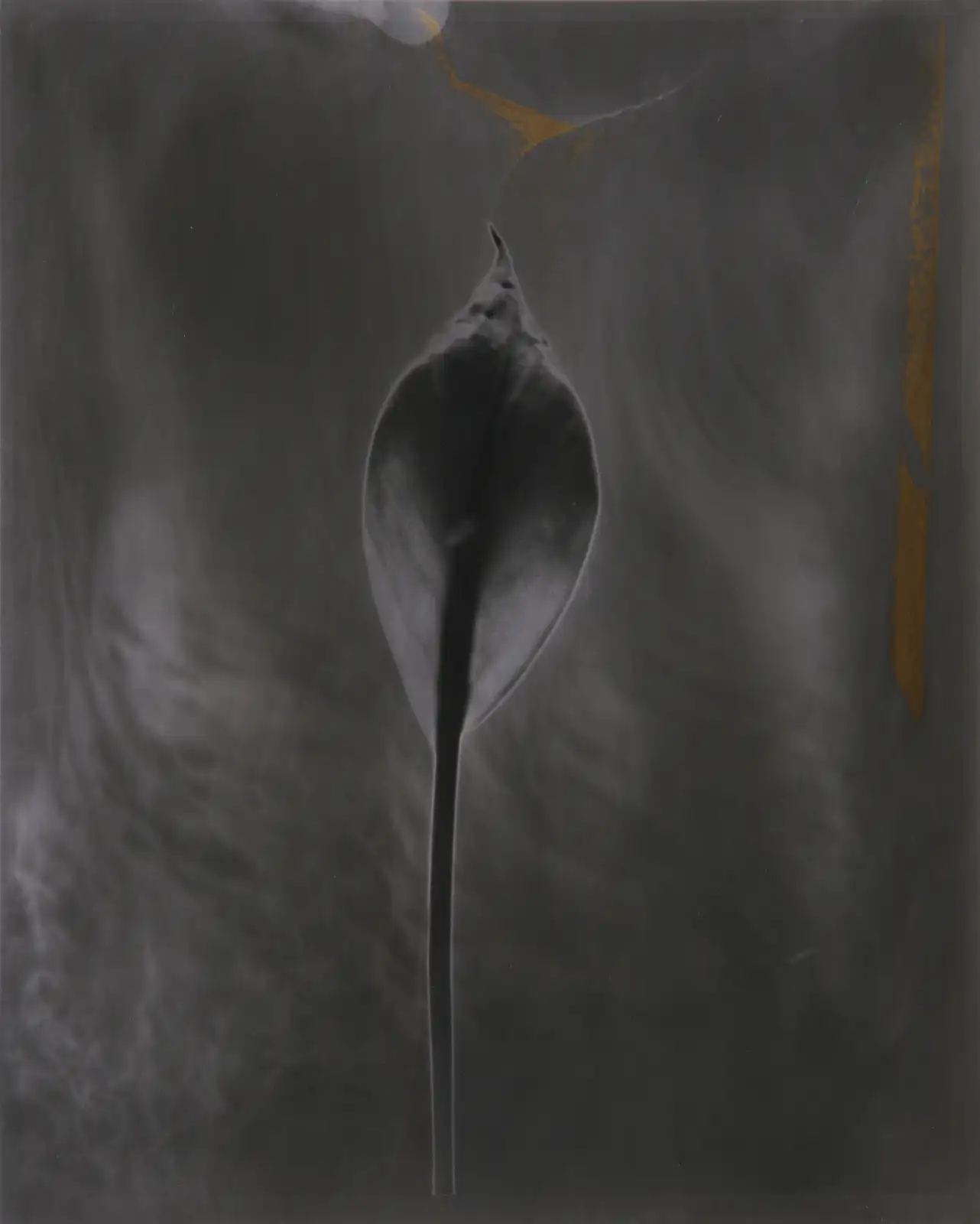 Tommy Nease, Spathiphyllum , 2015