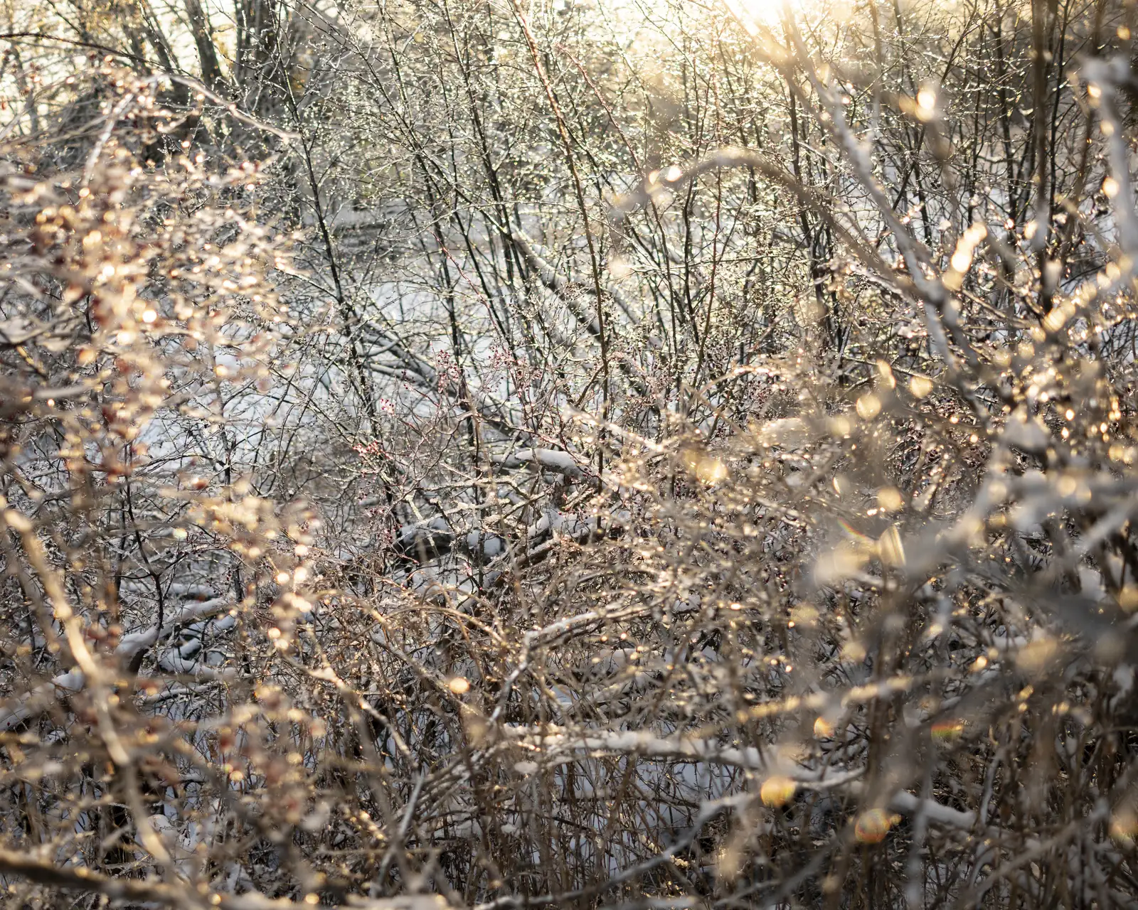 Ice Storm, Last Light, Rockport, Maine, 2020