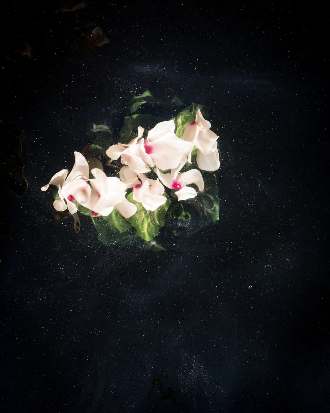 Cyclamen (Sinking), Lincolnville, Maine, 2019