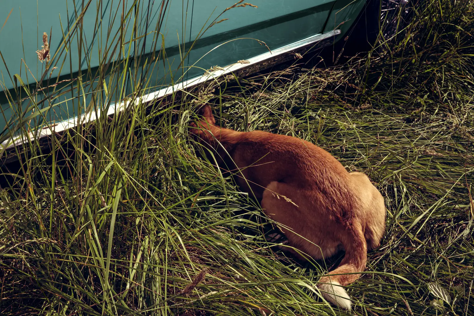 Holly Andres, Stray Dog: Elk Rock Island, 2015