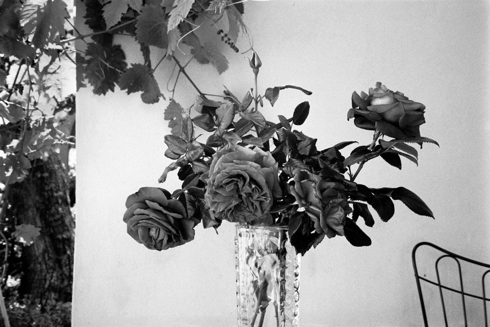 Portrait, So. of France, 2022