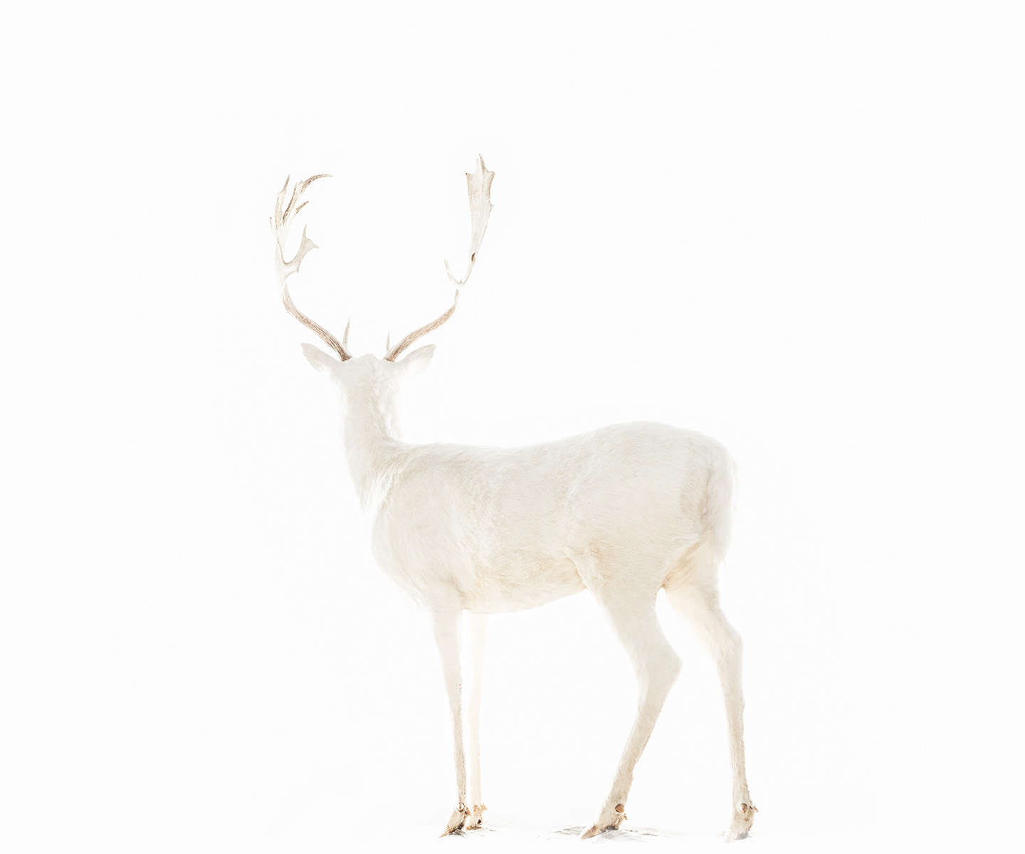 Todd Murphy, White into the White, 2016