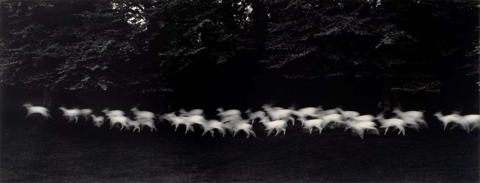 Paul Caponigro, Running White Deer, County Wicklow, Ireland, 1967