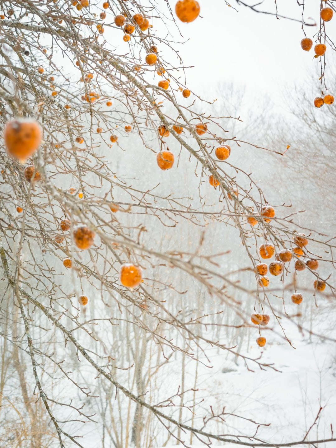 Cig Harvey, Frozen Apples (variant 1), Rockport, Maine, 2018