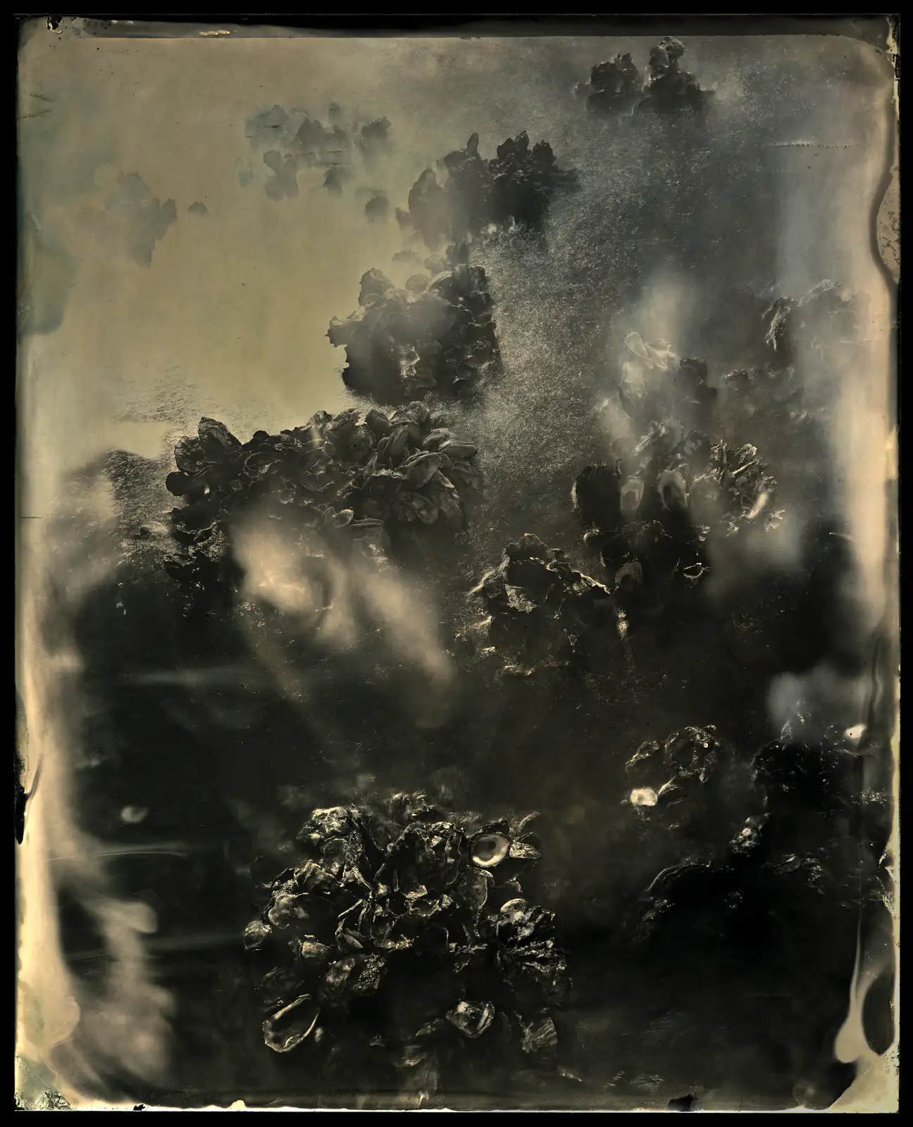 Charlie McCullers & Cecilia Montalvo, Barrier Island, Study 38, 2018