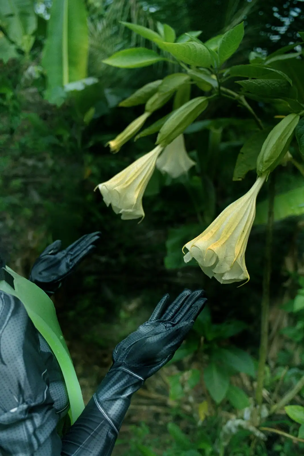 Patricia Dominguez, 'Matrix Vegetal', 2022. Analogue photograph printed on Hahnemu Hle Rag Ultrasmooth 305G paper, 100 X 66 cm. Courtesy of the artist and Cecilia Brunson Projects.