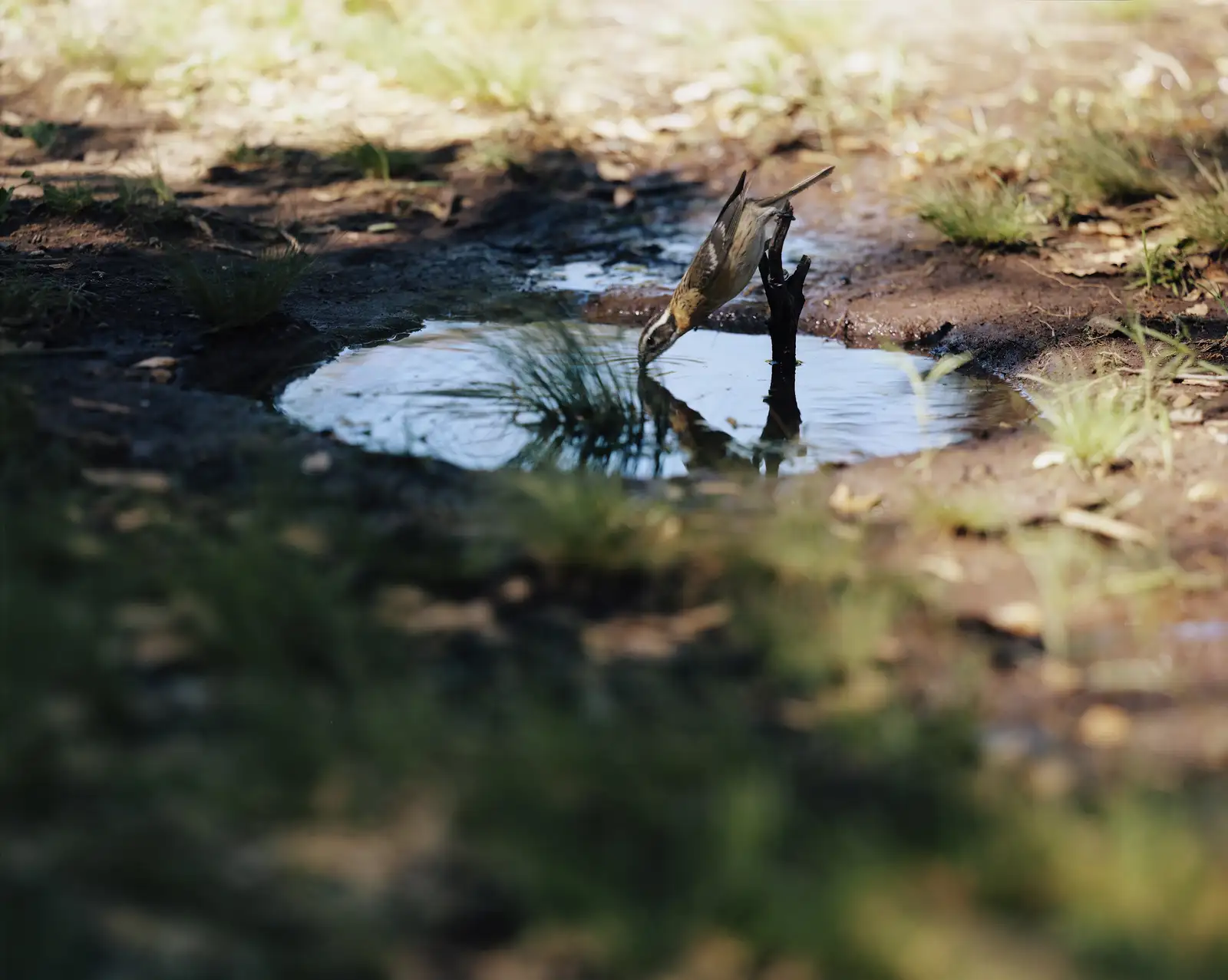 Jean-Luc Mylayne, 'N&deg; 393, Avril Mai 2006', C-print, 123 &times; 153 cm (framed), 48 3/8 &times; 60 1/4 inches (framed), &copy; Jean-Luc Mylayne. Courtesy of Sprüth Magers.