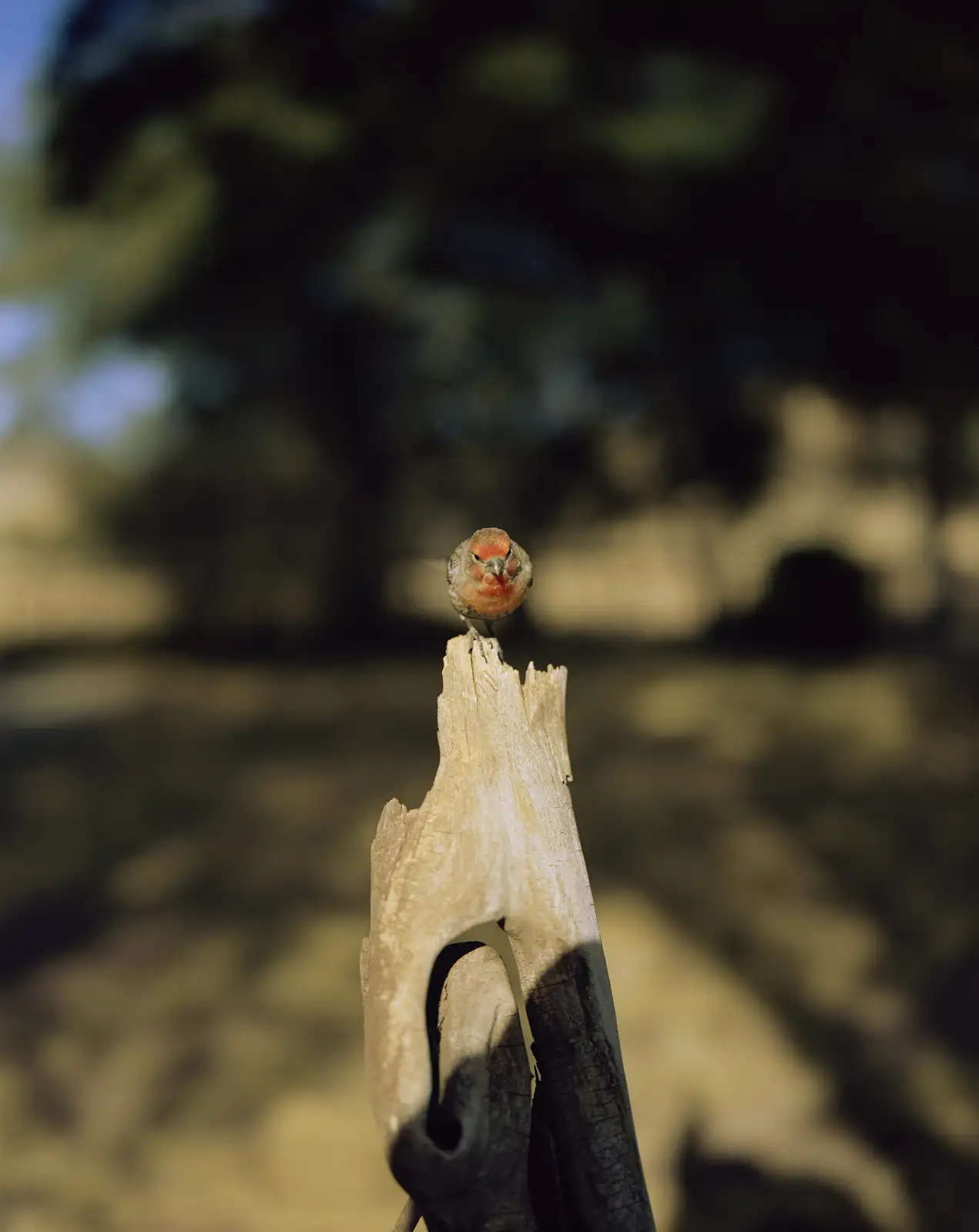 Jean-Luc Mylayne, 'N&deg; 540, Mars Avril Mai 2007', C-print, 153 &times; 123 cm (framed), 60 1/4 &times; 48 3/8 inches (framed), &copy; Jean-Luc Mylayne. Courtesy of Sprüth Magers.