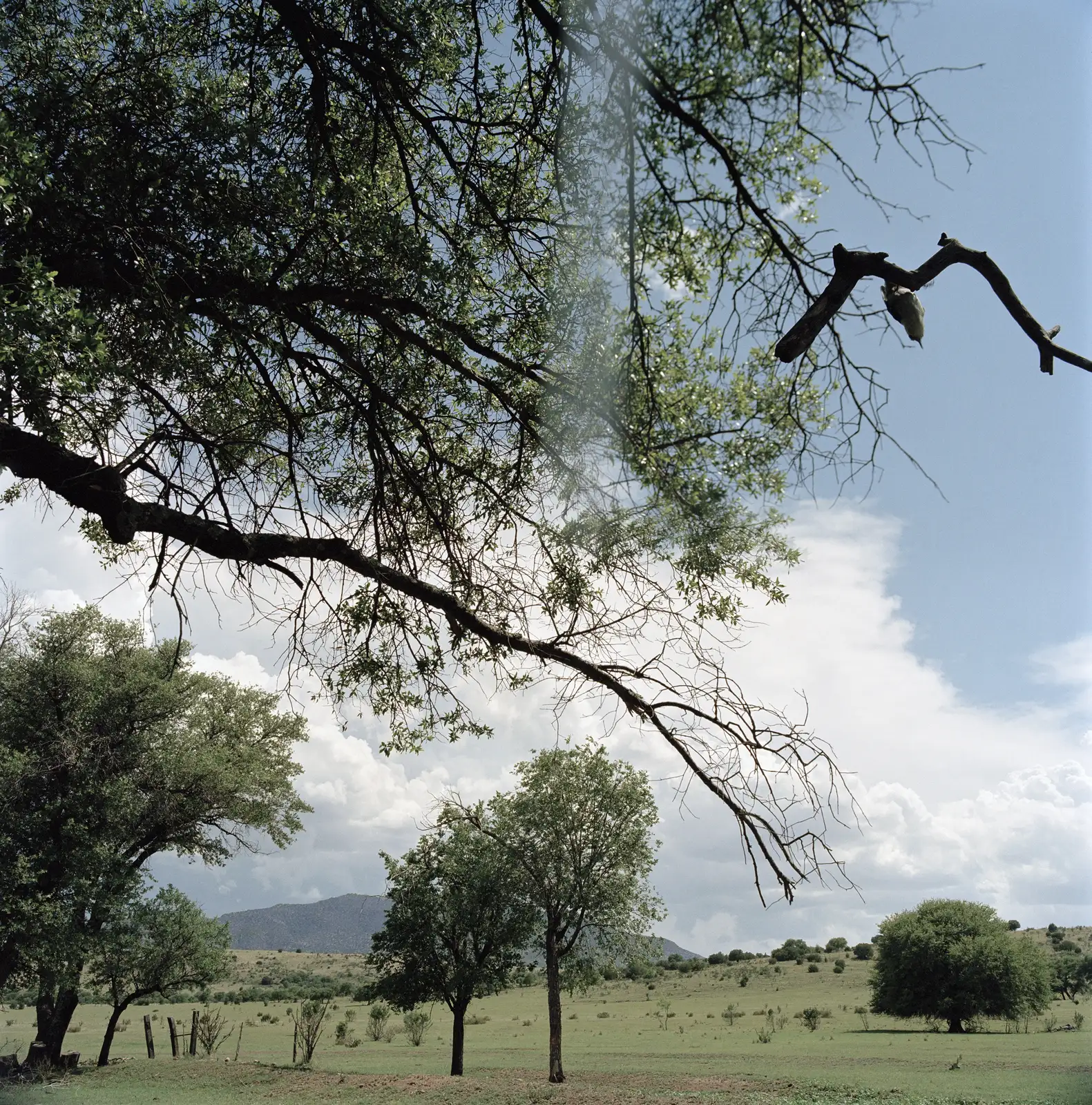 Jean-Luc Mylayne, 'N&deg; 548, Avril Mai 2007', C-print, 123 &times; 123 cm (framed), 48 3/8 &times; 48 3/8 inches (framed), &copy; Jean-Luc Mylayne. Courtesy of Sprüth Magers.