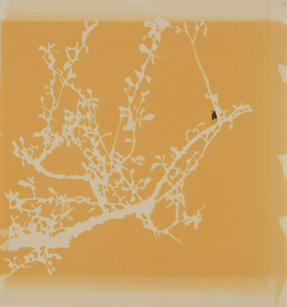 Carol Lee Mei Kuen, Wonderland (12:45pm 11_02_09), 2009